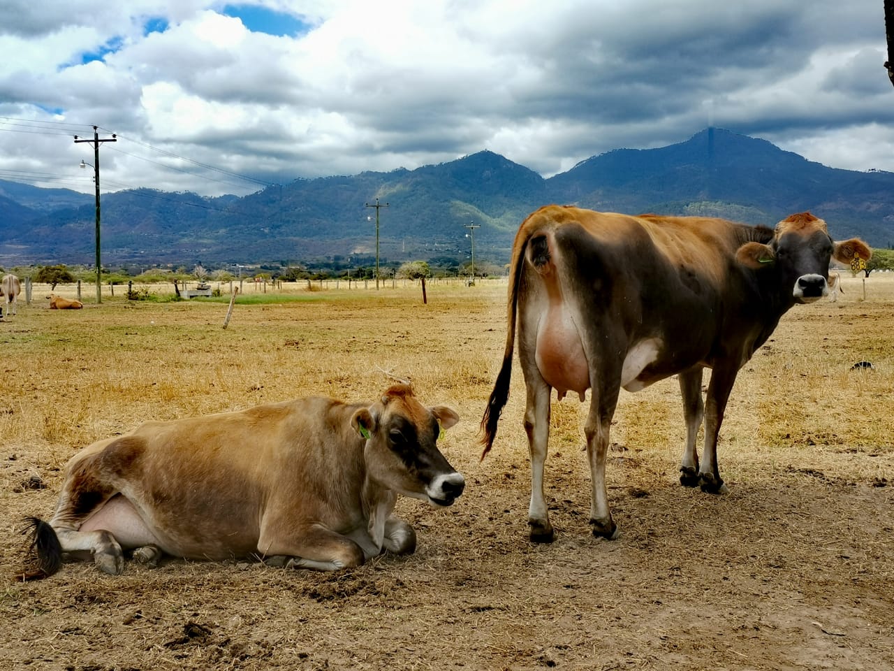 Presentan análisis de la ganadería de leche y carne de Honduras
